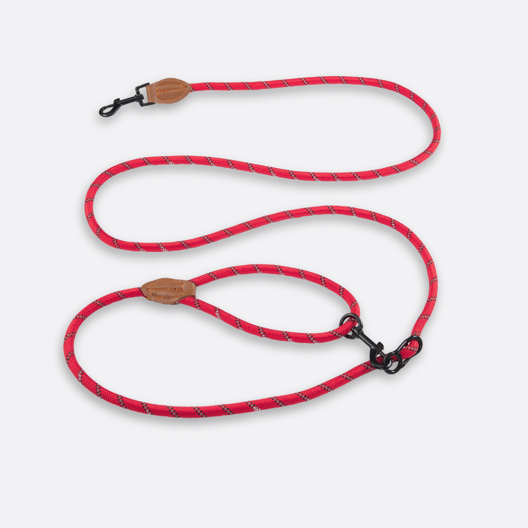 Laisse mains libres - 🕺🐾🤎